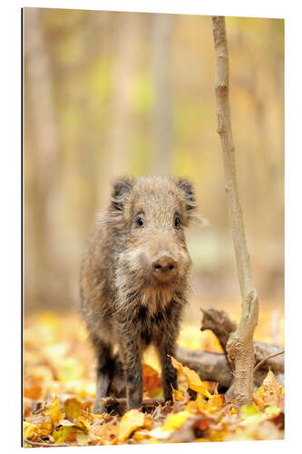 Galleriprint Small boar