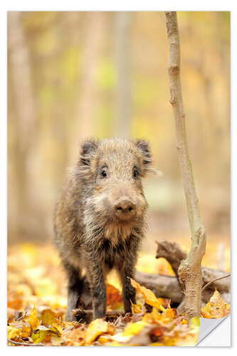 Naklejka na ścianę Small boar