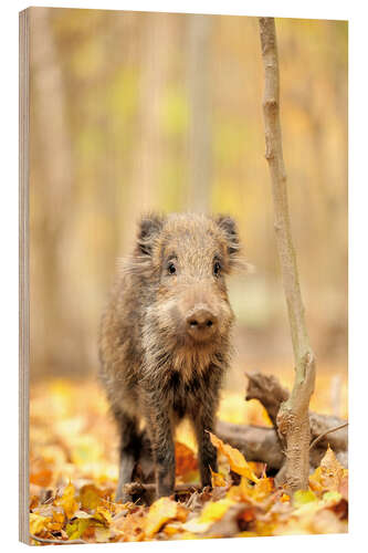 Trebilde Small boar