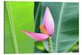 Cuadro de aluminio Pink banana blossom