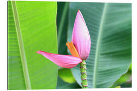 Galleriprint Pink banana blossom