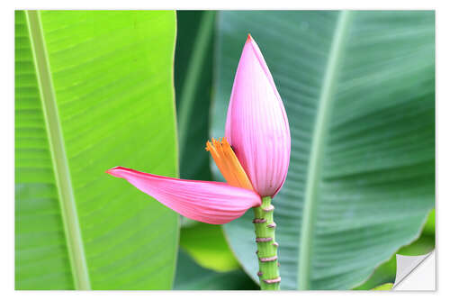 Sticker mural Pink banana blossom