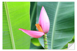 Wall sticker Pink banana blossom