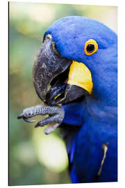 Magnettafel Hyazinthara knabbert