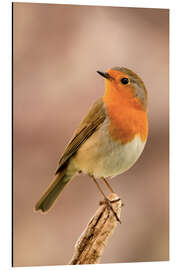 Magnettafel Rotkehlchen ist beleidigt