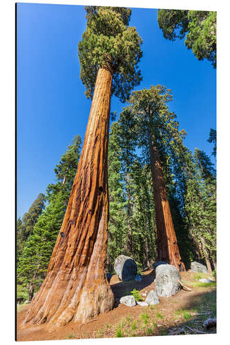 Aluminiumsbilde Mammoth trees