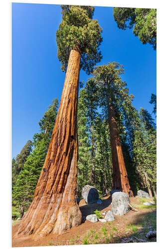 Foam board print Mammoth trees