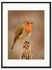 Gerahmter Kunstdruck Tschip Tschip!