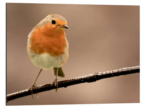 Aluminium print Curious robin