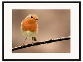 Gerahmter Kunstdruck Neugieriges Rotkehlchen