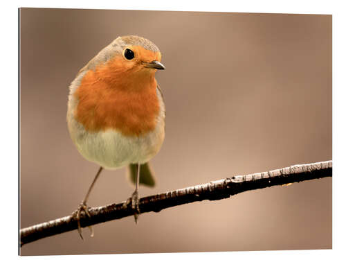 Galleritryck Curious robin