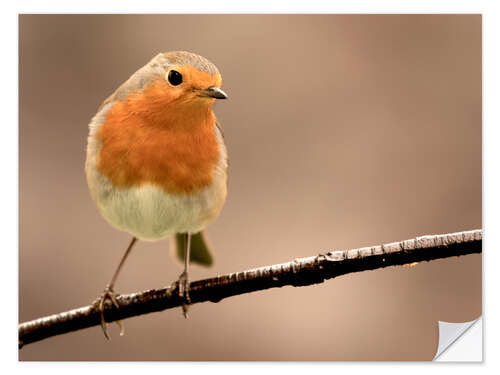 Vinilo para la pared Curious robin