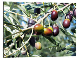 Aluminium print Olive tree in the sunlight