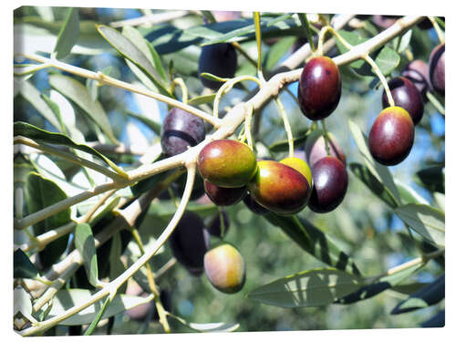 Canvas print Olive tree in the sunlight