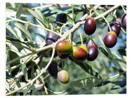 Foam board print Olive tree in the sunlight