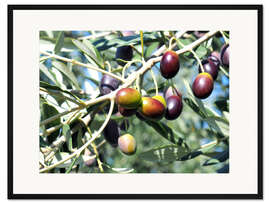 Gerahmter Kunstdruck Olivenbaum im Sonnenlicht