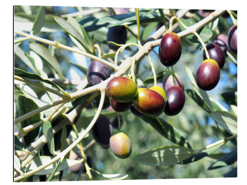 Cuadro de plexi-alu Olive tree in the sunlight