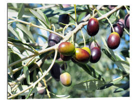 Gallery print Olive tree in the sunlight