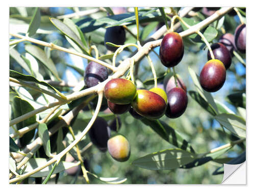 Vinilo para la pared Olive tree in the sunlight