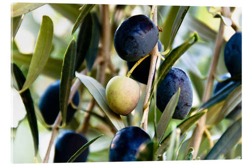 Quadro em acrílico Olives on branch