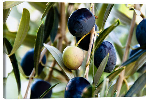 Canvas print Olives on branch