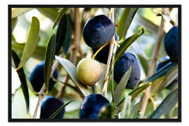 Gerahmter Kunstdruck Reife Oliven am Zweig