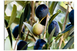 Quadro em plexi-alumínio Olives on branch