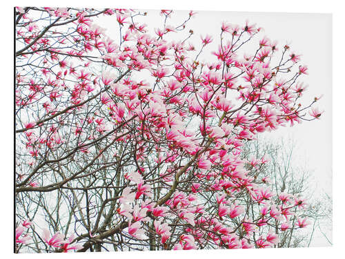 Aluminiumtavla Pink Blooming