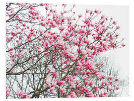 Foam board print Pink Blooming