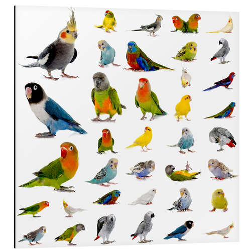 Aluminium print Parrots and parakeets