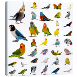 Canvas-taulu  Parrots and parakeets