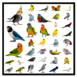 Gerahmter Kunstdruck Papageien und Sittiche