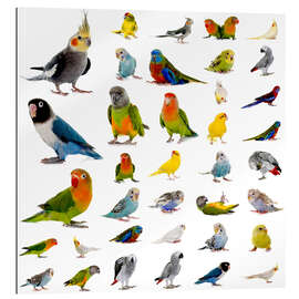 Gallery print Parrots and parakeets