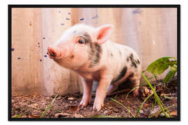 Gerahmter Kunstdruck Du kleines Ferkel