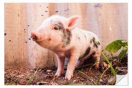 Wandsticker Du kleines Ferkel