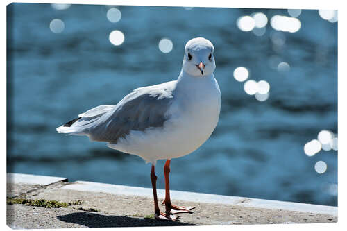 Stampa su tela Cheeky seagull