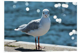 Foam board print Cheeky seagull