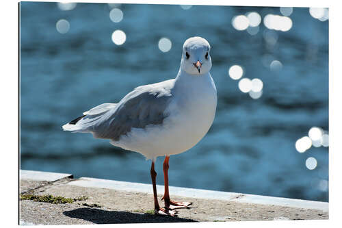 Tableau en plexi-alu Mouette effrontée