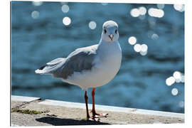 Quadro em plexi-alumínio Cheeky seagull