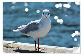 Wall sticker Cheeky seagull