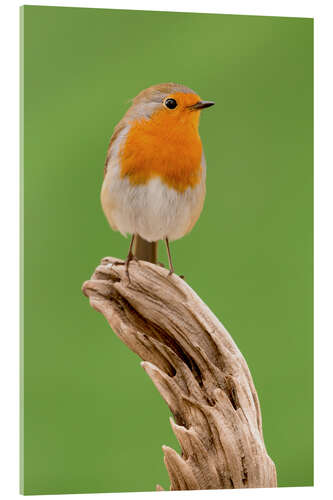 Quadro em acrílico perching robin