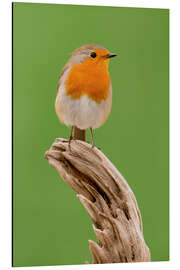 Aluminium print perching robin