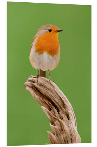 Foam board print perching robin