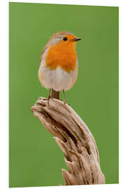 Foam board print perching robin