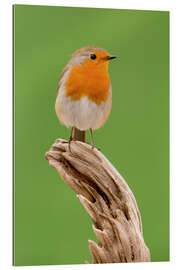 Gallery print perching robin