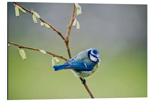 Tableau en aluminium sleepy blue tit