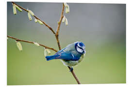 Foam board print sleepy blue tit