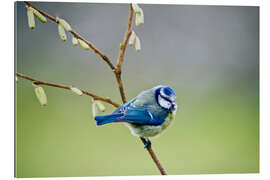 Gallery print sleepy blue tit