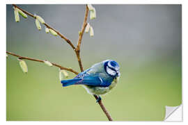 Selvklebende plakat sleepy blue tit