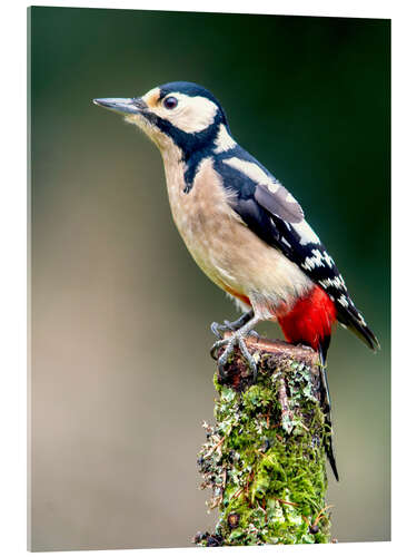 Stampa su vetro acrilico Woodpecker stands guard